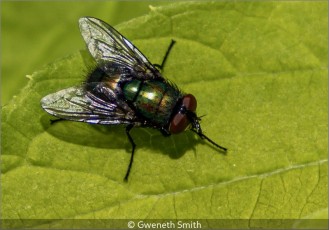 House Fly, Musca Domestica Linnaeus
