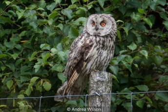 Long Eared Owl