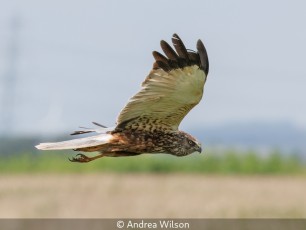 Marsh Harrier