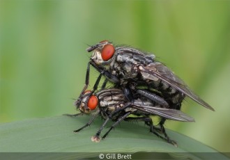 Mating Flesh Flies