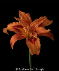 Orange Daylily