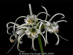 Peruvian Daffodil (Hymenocallis narcissifolium)