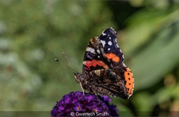 Red Admiral On Buddleia