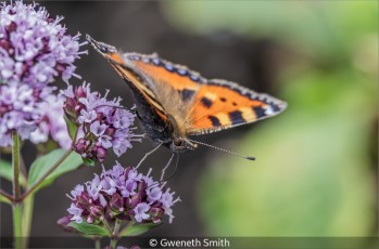Small Tortoiseshell