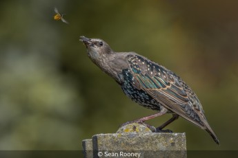 Starling with wasp