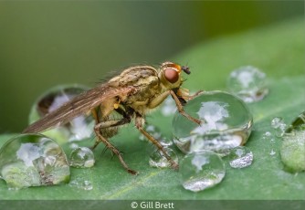 Yellow Dung Fly Drinking Raindrops