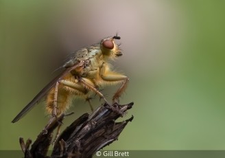 Yellow Dung Fly