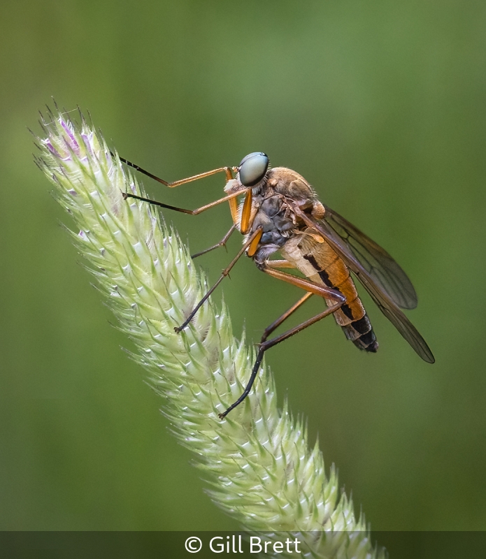 Marsh Snipe fly