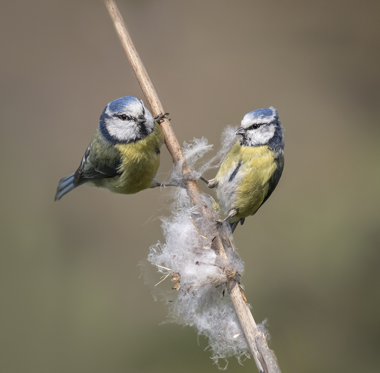 Blue tis with nesting material