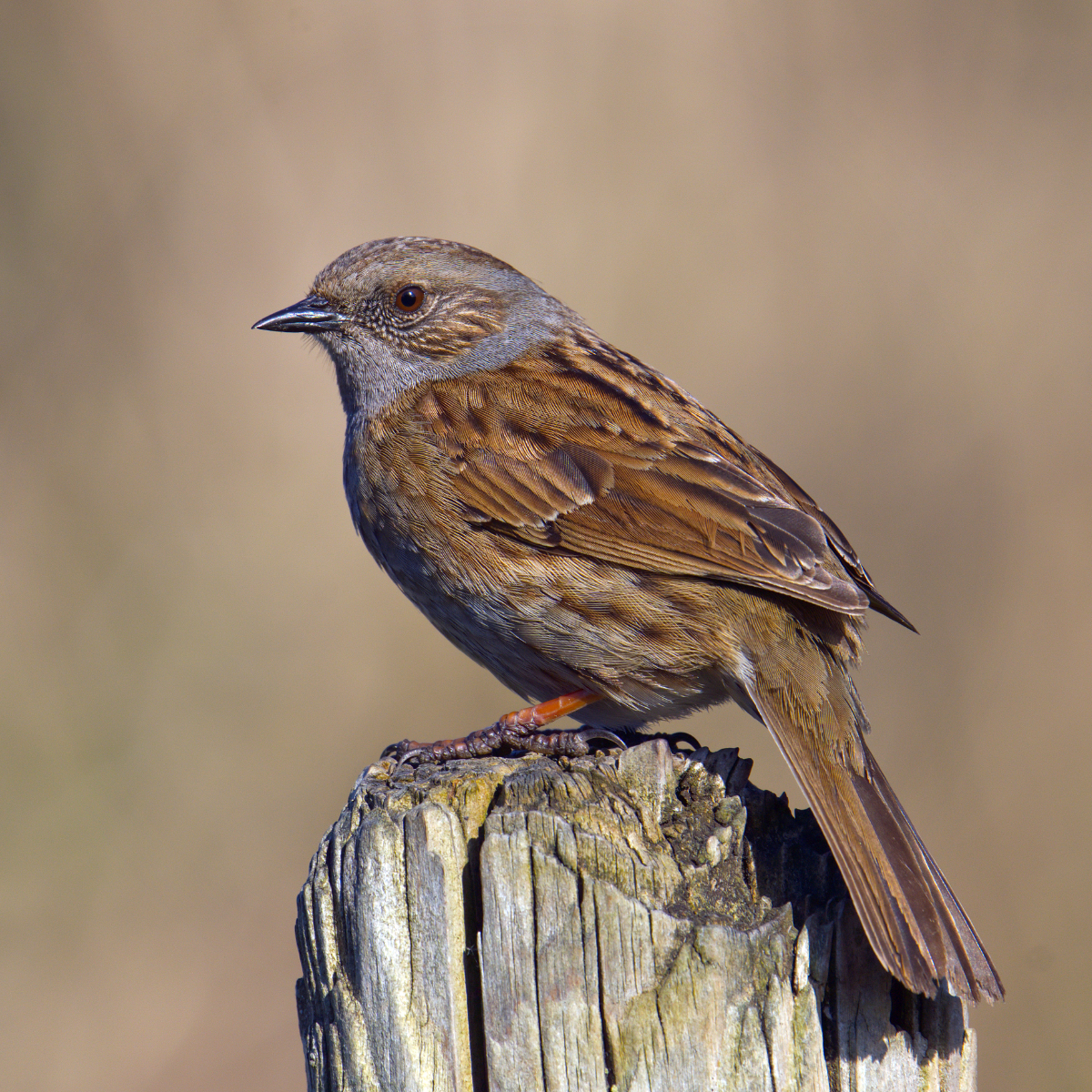 Dunnock.jpg