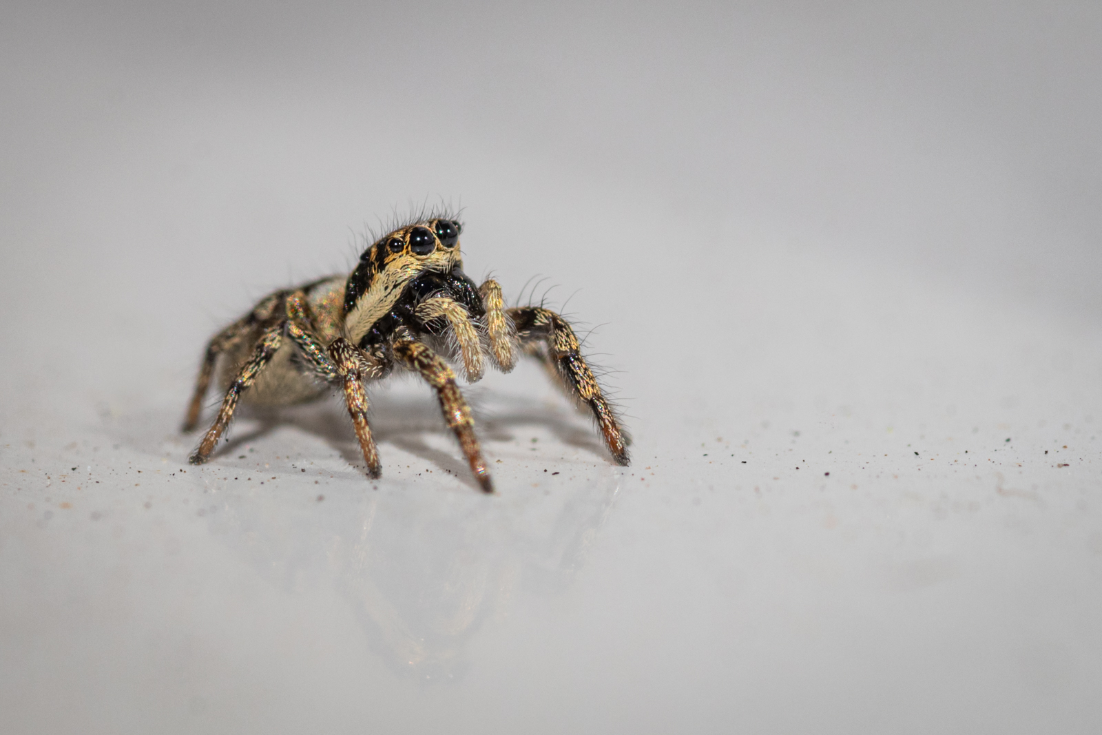 Zebra Spider