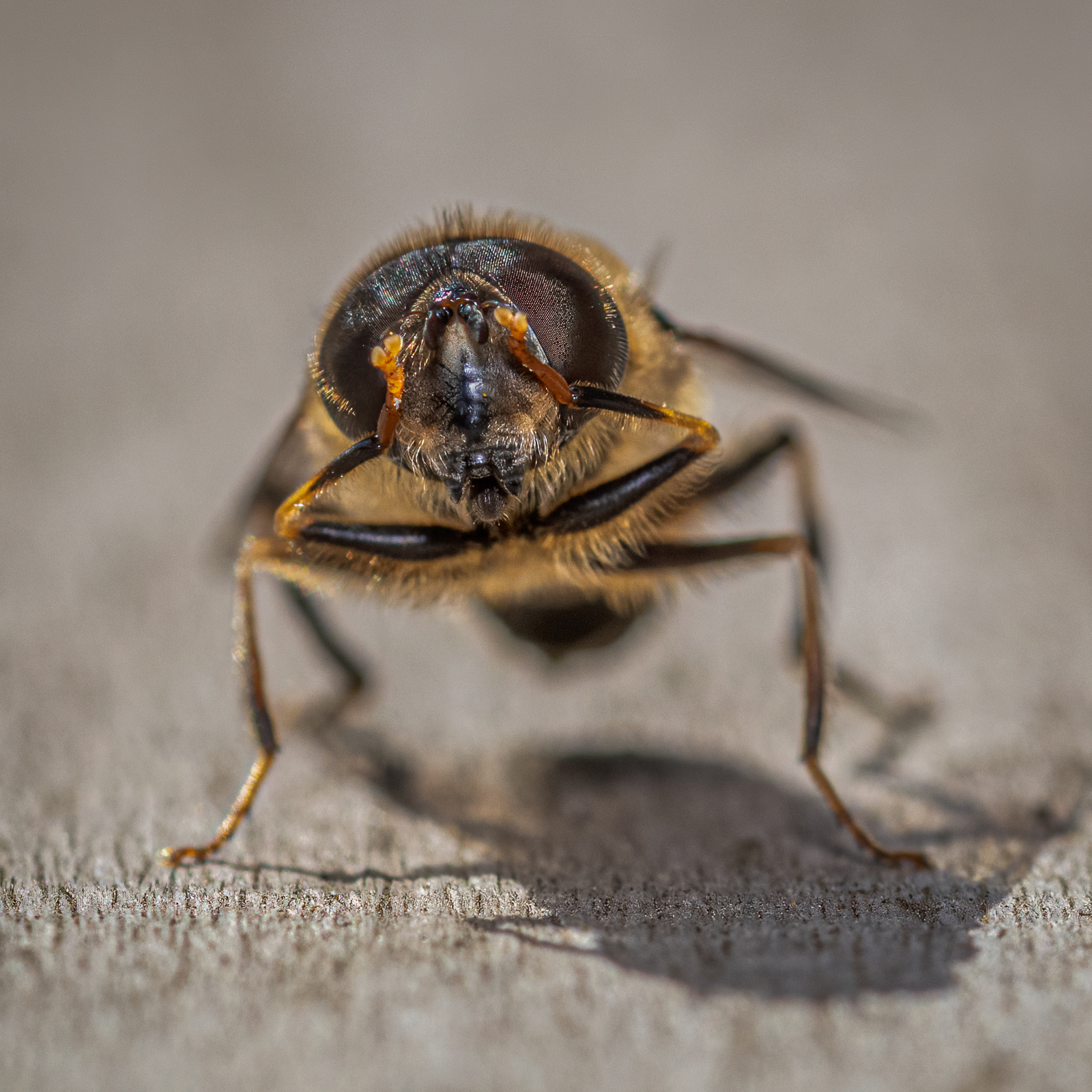 Hoverfly washing
