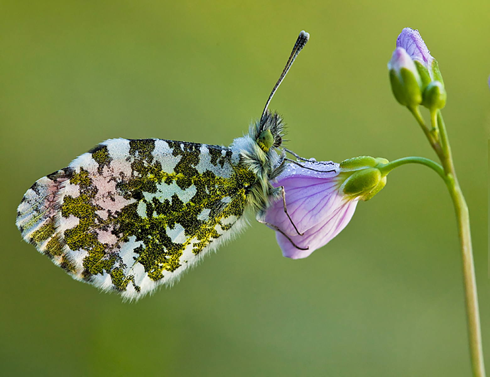 Orange Tip with morning dew.